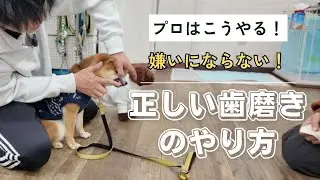 正しい歯磨きのやり方！～これで歯磨き嫌い卒業！～