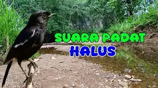 PANCINGAN KACER; suara padat namun halus dan mudah ditiru 