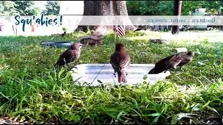 Squ'abies! Cam | Squirrel Feeder & Bird Feeder . Live Wildlife Cam . Monday, Sept 25th 2017