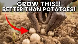 7 Forgotten Native Vegetable Outperformed Potatoes in Yield, Nutrition, and Resilience