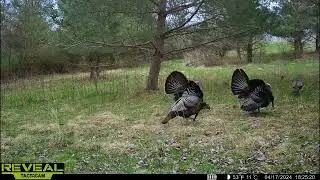 Strutting Toms !!