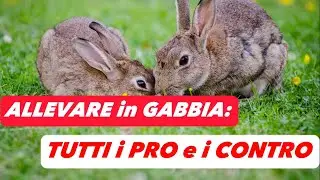 CONIGLI in GABBIA: conviene o no?