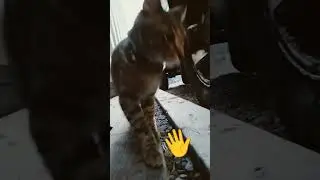 miss Kitty Fantastico #cat #memes #viralvideo #pets  #petshub #kitten  #cattok ##youtubeshorts