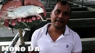 Mono Da Showing Aquarium Fish at Israfil Mondal Fish Farm .