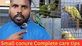 Small conure complete care tips in tamil - Sathish Tamizhan