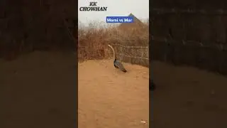 Morni Mor k sath | peahens with peacock #peacock #peahen #peahens