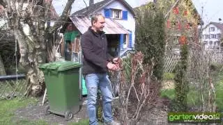Wie schneide ich Strauchpfingstrosen (Paeonia)