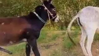 Donkey mating in markeet so nice movement .so nice view.