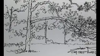 How to draw Pine Tree เทคนิคการวาดลายเส้นต้นไม้ สนสามใบ