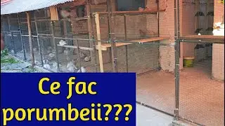 Noul compartiment la porumbei e gata!