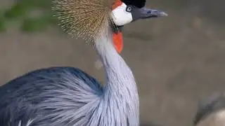 #crane #birds #cranebird Beautiful crane bird cleaning itself