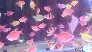 Pet Life #pet #funny #animal #birds #dog #fishing #water #india #usa #love #tiktok