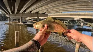 Mandurah, Serpentine river mulloway on soft plastics 