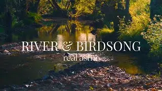 This River & Birdsong ASMR Instantly Calms Your Mind 🌊🕊️ Sleep, Study & Relaxation - 8 HOURS