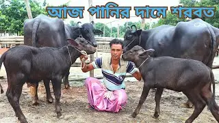 আজ পানির দামে ইন্ডিয়ান বর্ডার ক্রস বাচ্চা মহিষ | ১৪-২০ লিটার দুধের মহিষ একদম সীমিত দামে