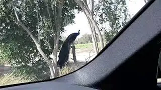 PEACOCK IN QATAR