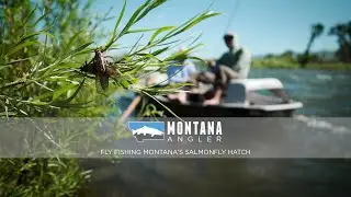 Fly Fishing Montana's Salmonfly Hatch