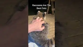 Raccoons Are The Best Cats
