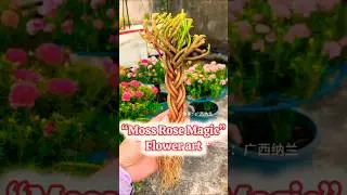 🌸 How to Grow & Braid Moss Rose Roots | Portulaca Grandiflora Bonsai Style 🌿 #shorts #plants