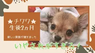 チワワ★生後2ヵ月の子犬がやってきた！