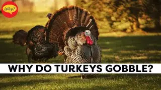 Why do turkeys gobble? | Fascinating facts #59| Why Things Happen