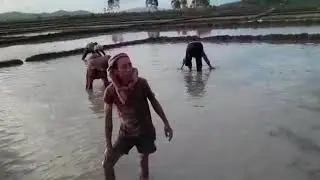 Flaod in field