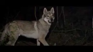 A Quiet Man - Will you be my lover ?