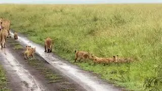 Masai mara safari