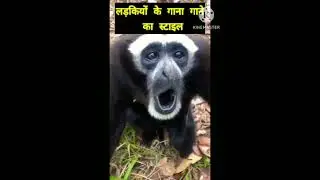 Monkey comedy videos #short #short video #suchit comedy wala #yt short #monkeys #papa ki pari