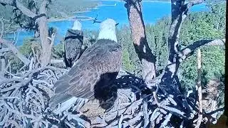 Love these eagles! Jackie & Shadow ❤️Thanks FOBBV friendsofbigbearvalley.org