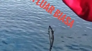 #mancingmania #mancingdipantai mancing mania di pinggir laut
