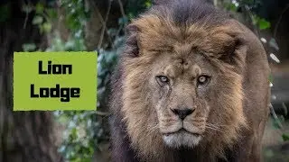 Lion Lodge at Port Lympne