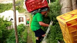 I contadini volanti della Costiera Amalfitana - Un anno nei limoneti