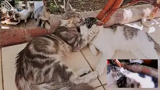 Милые котята, помешанные на еде.
