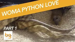 Introduction to Woma pythons and breeding - part 1
