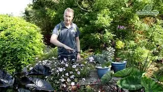 Verbena 'Margarets's Memory' - Premium Annuals - Kernock Park Plants 2021 Introductions