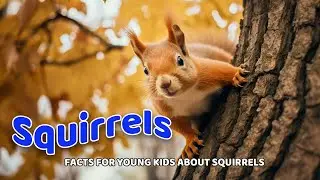Squirrels 🐿️ Fun Facts for Little Explorers