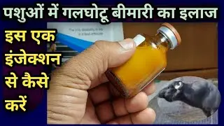 गलघोटू बीमारी का इलाज इस एक इंजेक्शन से कैसे करें||Hemorrhagic Septicimia(H.S.) ka illaj
