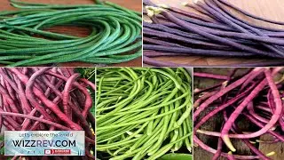 5 Colors Mix Yard Long Bean Seeds Multi Variety Pole Asian