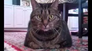 Cats DO moo