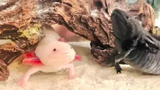 Live feeding @PinkynShadow their lunch. #axolotl #feeding