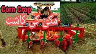 Corn Crop Grow|Compleate process grow to harvest|Farmer Farming