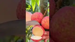 💋😱Slicing Lychee #fruit #viral #satisfying #nature #sweet #cutting #yummy #food #lychee #shorts #fyp
