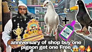￼ OLD Line Pigeon for sale in Bangalore 2025🔥🥵👉 9343796855{Buy one get one Free }
