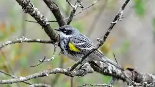 Yellow-rumped Warbler: Identification (9 May 2024)