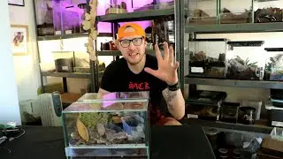 More SPIDER BABIES here at www.ArachnoTube.com (AMAZING)