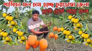 পার্সিমন চাষ পদ্ধতি ও পরিচর্যা চুয়াডাঙ্গা জেলাই চাষহচ্ছে জাপানের জাতীয় ফল পার্সিমন ভালো মানের চারা