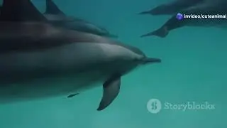 Chilean Coastal Waters: Underwater Animals #cuteanimal #wildlife