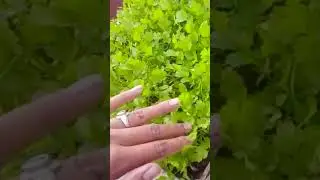 #fresh #organic #coriander #short#shorts#youtubeshorts #shortvideo #viral #trending