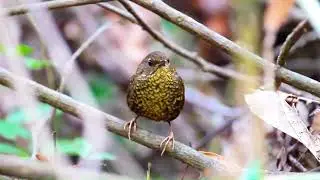 Pygmy Cupwing (Pnoepyga pusilla)